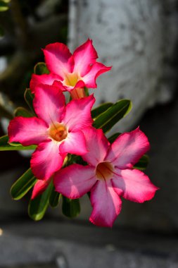 Şehir Parkı dekore pembe çiçekler.