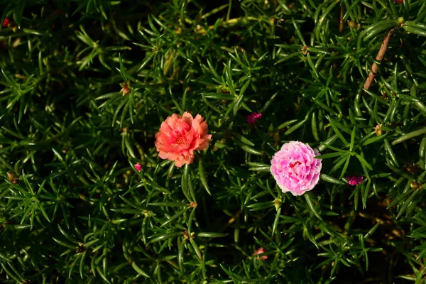 Prachtige Kleurrijke Bloemen Zijn Bloeien Bijen Komen Vinden Van Voedsel — Stockfoto