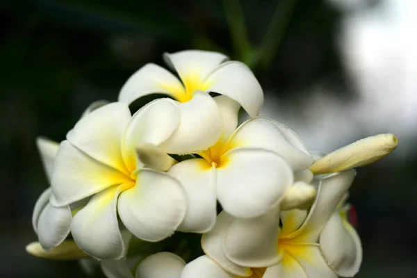 Plumeria Çiçek Çiçek Açan Yeşil Yaprak Ile Parlak Sky White — Stok fotoğraf