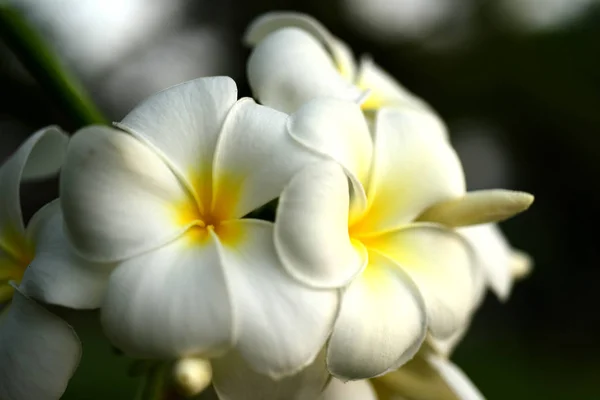 Plumeria Çiçek Çiçek Açan Yeşil Yaprak Ile Parlak Sky White — Stok fotoğraf