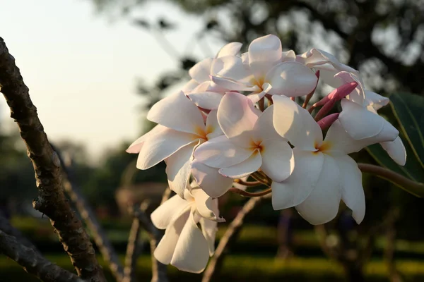 Fiori Frangipani Bianchi Gialli Con Foglie Sullo Sfondo Fiore Plumeria — Foto Stock