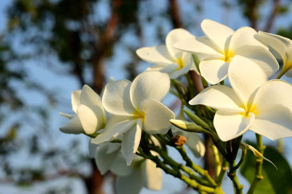 White and yellow frangipani flowers with leaves in background.Plumeria flower blooming and green leaf With bright sky.white flower.yellow flower or white flower