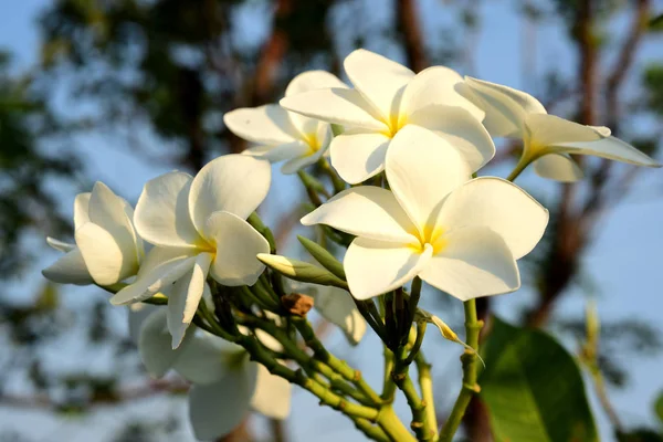 美しい色とりどりの花が咲いています 明るい Sky White Flower Yellow 花と白い花のプルメリア花咲くと緑葉 — ストック写真