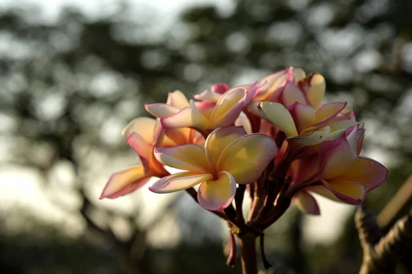 Біло Жовті Квіти Франгіпані Листям Фоні Квітка Плюмерія Квітуча Зелений — стокове фото