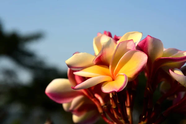 Біло Жовті Квіти Франгіпані Листям Фоні Квітка Плюмерія Квітуча Зелений — стокове фото
