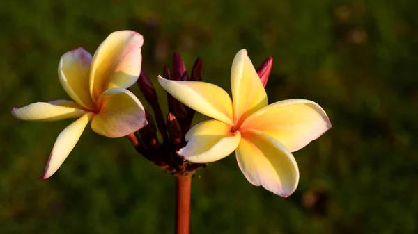 Vita Och Gula Frangipani Blommor Med Blad Bakgrunden Plumeria Blomma — Stockfoto