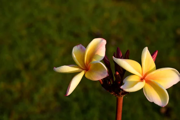 Biały Żółty Frangipani Kwiaty Liści Tle Plumeria Kwiat Liść Kwitnące — Zdjęcie stockowe