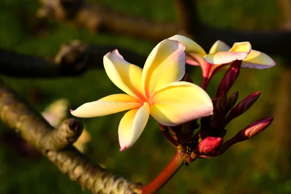 バック グラウンドでの葉で白と黄色のプルメリアのお花 明るい Sky White Flower Yellow 花と白い花のプルメリア花咲くと緑葉 — ストック写真