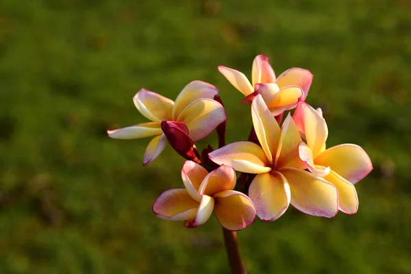 White and yellow frangipani flowers with leaves in background.Plumeria flower blooming and green leaf With bright sky.white flower.yellow flower or white flower