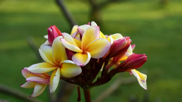 Fleurs Frangipani Blanches Jaunes Avec Des Feuilles Arrière Plan Plumeria — Photo