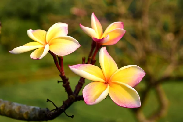 Schöne Bunte Blumen Blühen Plumeria Blume Blühenden Und Grünen Blatt — Stockfoto
