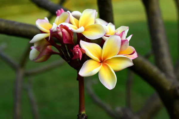 White Yellow Frangipani Flowers Leaves Background Plumeria Flower Blooming Green — Stock Photo, Image