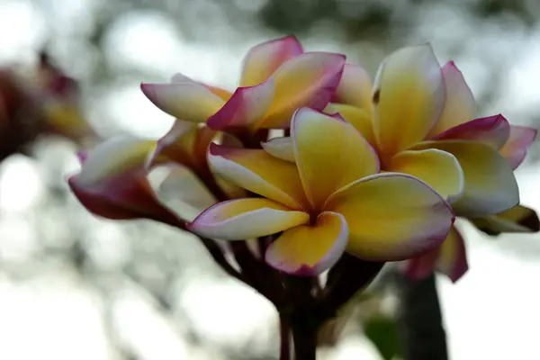 Fechar Vista Plantas Florescendo Livre — Fotografia de Stock