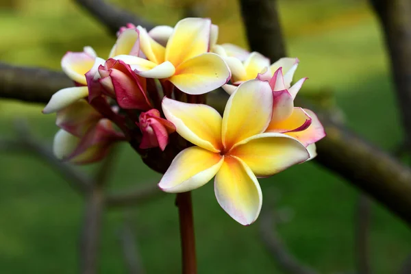 バック グラウンドでの葉で白と黄色のプルメリアのお花 明るい Sky White Flower Yellow 花と白い花のプルメリア花咲くと緑葉 — ストック写真