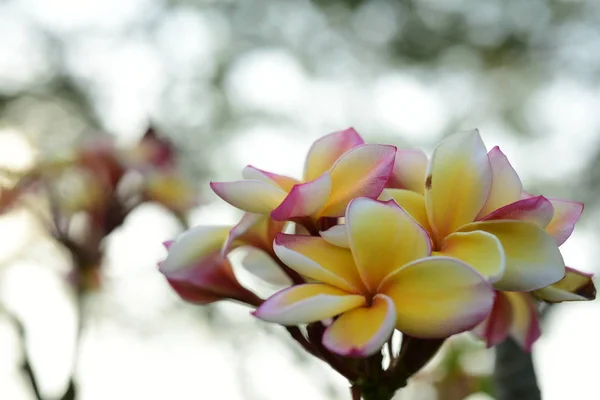 Fiori Frangipani Bianchi Gialli Con Foglie Sullo Sfondo Fiore Plumeria — Foto Stock