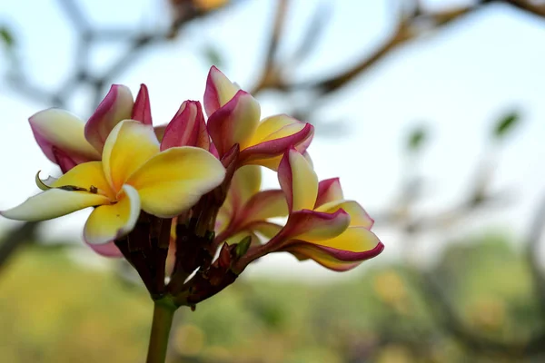 Witte Gele Frangipani Bloemen Met Blaadjes Achtergrond Plumeria Bloem Bloeiende — Stockfoto