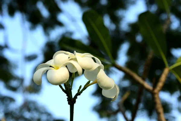 Biały Żółty Frangipani Kwiaty Liści Tle Plumeria Kwiat Liść Kwitnące — Zdjęcie stockowe