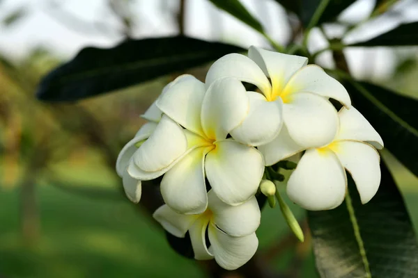 Piękne Kolorowe Kwiaty Kwitnące Plumeria Kwiat Liść Kwitnące Zielone Jasnym — Zdjęcie stockowe