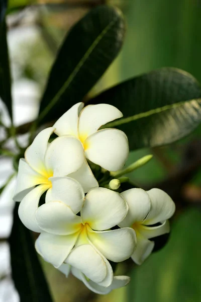 Biały Żółty Frangipani Kwiaty Liści Tle Plumeria Kwiat Liść Kwitnące — Zdjęcie stockowe