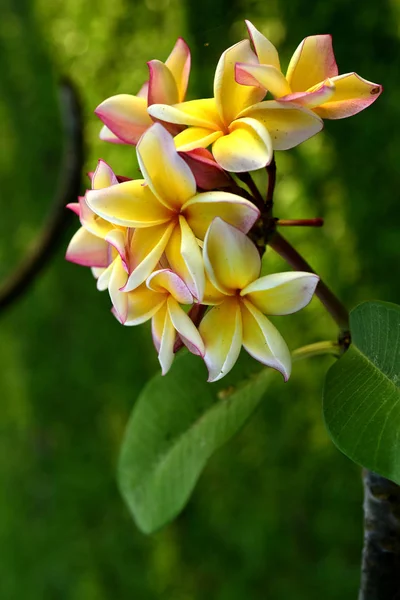 Flores Brancas Amarelas Frangipani Com Folhas Fundo Flor Plumeria Florescendo — Fotografia de Stock