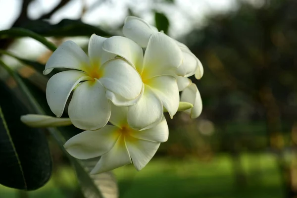 Fechar Vista Plantas Florescendo Livre — Fotografia de Stock