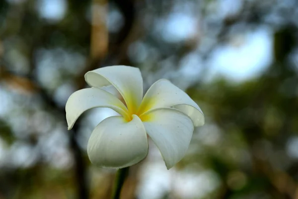 White and yellow frangipani flowers with leaves in background.Plumeria flower blooming and green leaf With bright sky.white flower.yellow flower or white flower