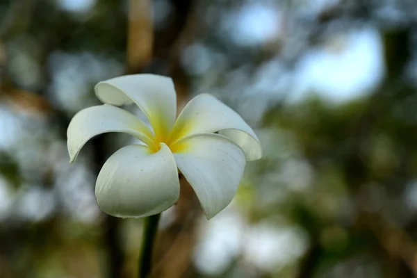 Biały Żółty Frangipani Kwiaty Liści Tle Plumeria Kwiat Liść Kwitnące — Zdjęcie stockowe