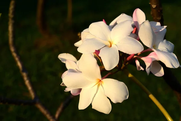 Λευκό Και Κίτρινο Φραντζιπάνι Λουλούδια Φύλλα Στο Παρασκήνιο Πλουμέρια Λουλούδι — Φωτογραφία Αρχείου