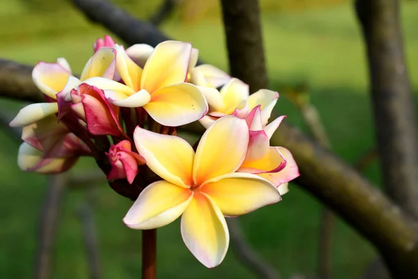 Witte Gele Frangipani Bloemen Met Blaadjes Achtergrond Plumeria Bloem Bloeiende — Stockfoto