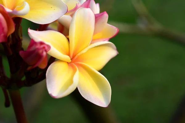 Fiori Frangipani Bianchi Gialli Con Foglie Sullo Sfondo Fiore Plumeria — Foto Stock