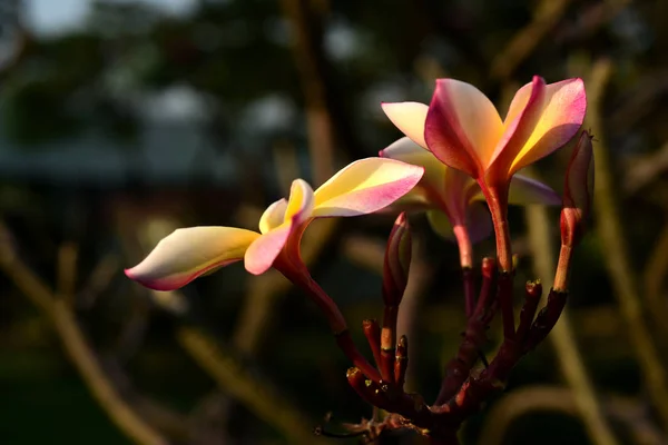 Flores Brancas Amarelas Frangipani Com Folhas Fundo Flor Plumeria Florescendo — Fotografia de Stock