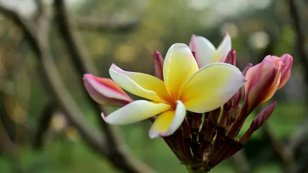 Krásné Barevné Květiny Kvetou Plumeria Květina Kvetoucí Zelený List Jasně — Stock fotografie
