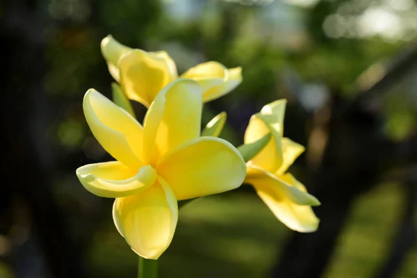 バック グラウンドでの葉で白と黄色のプルメリアのお花 明るい Sky White Flower Yellow 花と白い花のプルメリア花咲くと緑葉 — ストック写真