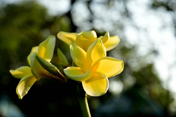 Close View Blooming Plants Outdoor — Stock Photo, Image