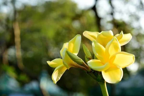 Güzel Renkli Çiçekler Açıyor Plumeria Çiçek Açan Yeşil Yaprak Parlak — Stok fotoğraf