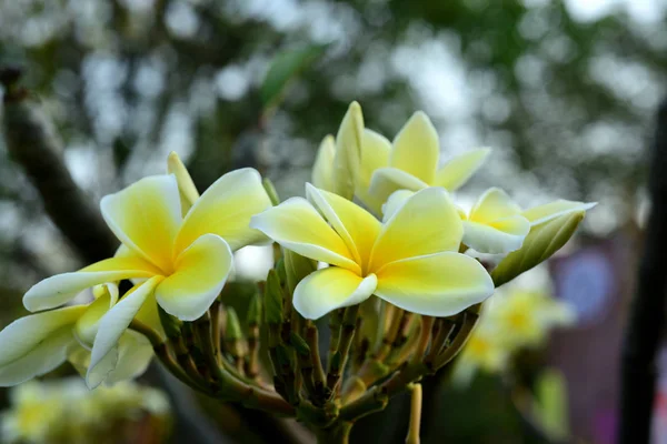 Krásné Barevné Květiny Kvetou Plumeria Květina Kvetoucí Zelený List Jasně — Stock fotografie