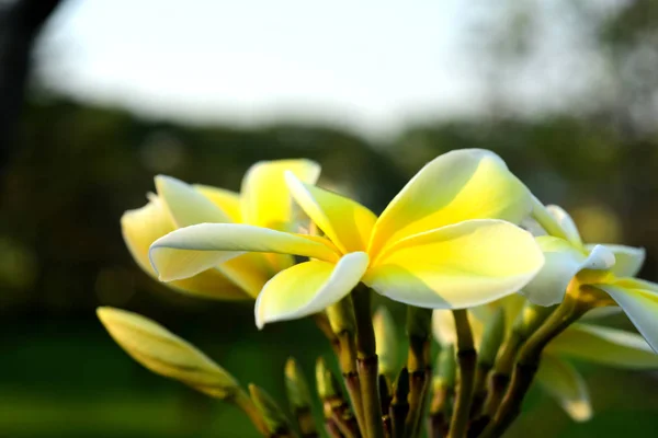 White and yellow frangipani flowers with leaves in background.Plumeria flower blooming and green leaf With bright sky.white flower.yellow flower or white flower