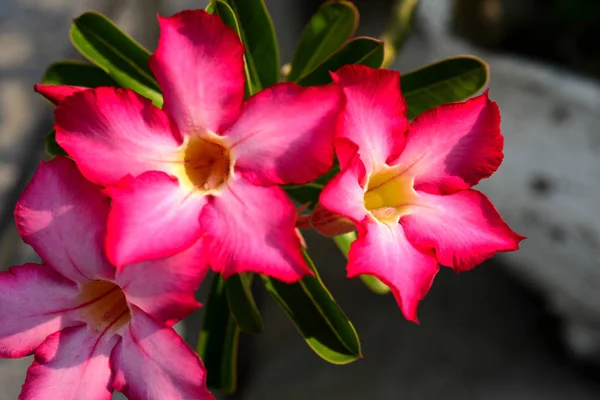 Flores Cor Rosa Que Estão Decoradas Parque Cidade — Fotografia de Stock