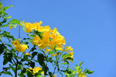 Açık havada çiçek açan bitkilerin yakın görüntüsü