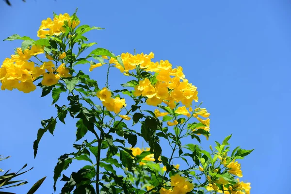 Fechar Vista Plantas Florescendo Livre — Fotografia de Stock