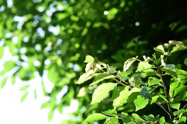 Güneşli bahçede yeşil ağaç dalları