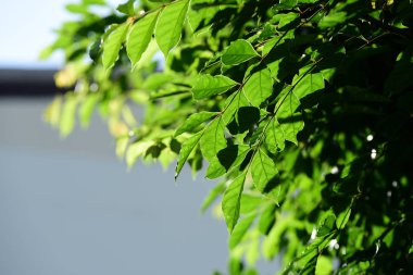 Güneşli bahçede yeşil ağaç dalları