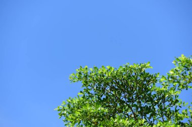 Mavi arka planda yeşil yaprakları olan güzel ağaç dalları.