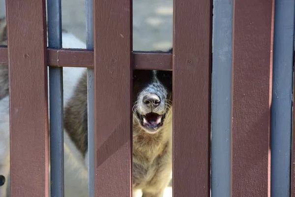 Fur Dog Wooden Fence — Stock Photo, Image