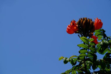 Açık havada çiçek açan bitkilerin yakın görüntüsü