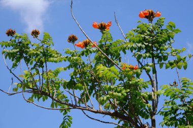 Açık havada çiçek açan bitkilerin yakın görüntüsü