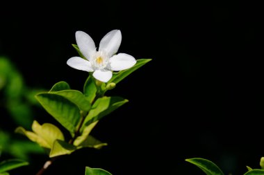 Açık havada çiçek açan bitkilerin yakın görüntüsü