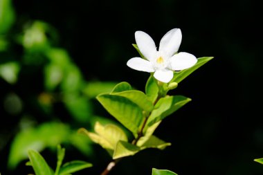Açık havada çiçek açan bitkilerin yakın görüntüsü