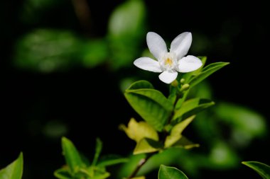 Açık havada çiçek açan bitkilerin yakın görüntüsü