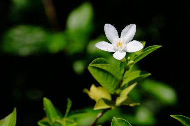 Parlak gün ışığında açan beyaz çiçek.
